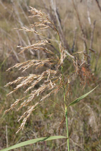 Phragmites australis #10